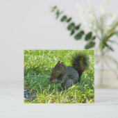 Carte Postale Écureuil bébé (Debout devant)