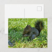 Carte Postale Écureuil bébé (Devant / Derrière)