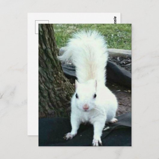 Carte Postale Écureuil blanc (Devant / Derrière)