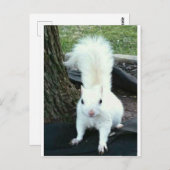 Carte Postale Écureuil blanc (Devant / Derrière)