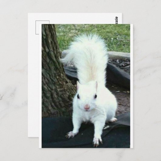 Carte Postale Écureuil blanc (Devant / Derrière)