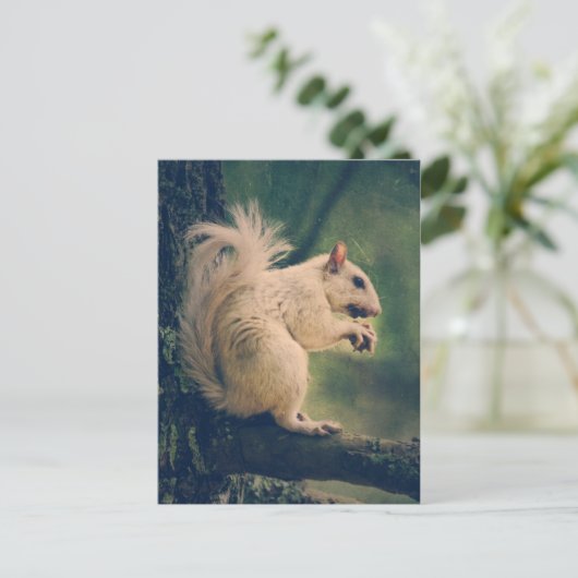 Carte Postale Écureuil blanc (Debout devant)