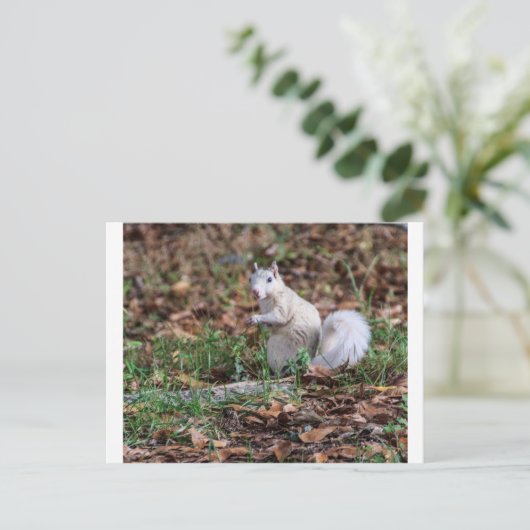 Carte Postale Écureuil blanc de Brevard (Debout devant)