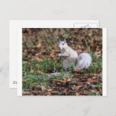 Carte Postale Écureuil blanc de Brevard (Devant / Derrière)