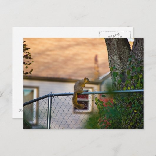 Carte Postale Écureuil-clôture / Écureuil (Devant / Derrière)