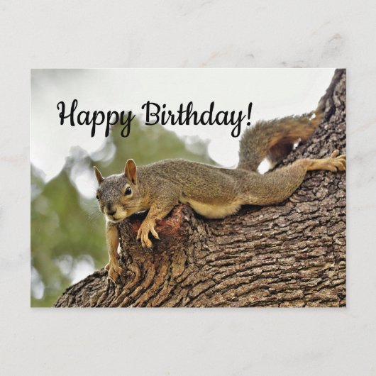 Carte Postale Écureuil couché dans un arbre pour anniversaire (Devant)