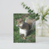 Carte Postale Écureuil d'alimentation (Debout devant)