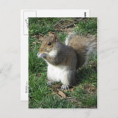 Carte Postale Écureuil d'alimentation (Devant / Derrière)