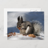 Carte Postale Écureuil dans la neige (Devant / Derrière)