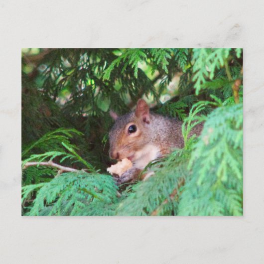 Carte Postale Écureuil dans l'arbre (Devant)
