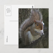 Carte Postale Écureuil dans l'arbre (Devant / Derrière)