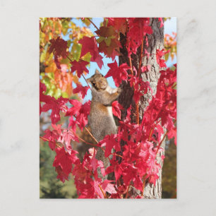 Carte Postale Écureuil dans l'arbre d'automne rouge