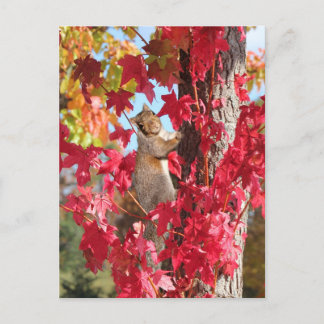 Carte Postale Écureuil dans l'arbre d'automne rouge