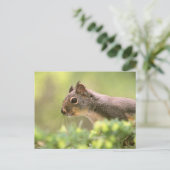 Carte Postale Écureuil dans un arbre (Debout devant)