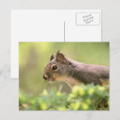 Carte Postale Écureuil dans un arbre (Devant / Derrière)