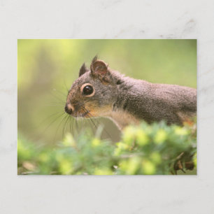 Carte Postale Écureuil dans un arbre