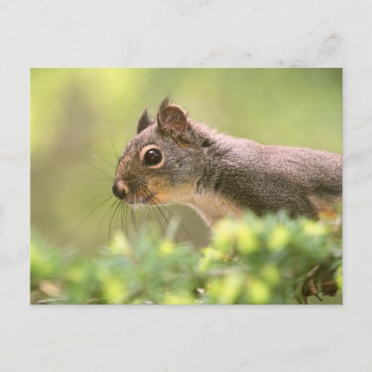 Carte Postale Écureuil dans un arbre (Devant)