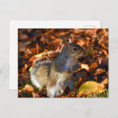 Carte Postale Écureuil d'automne (Devant / Derrière)