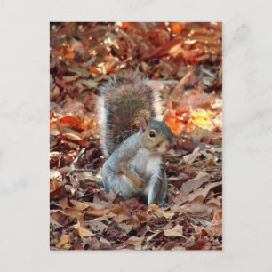 Carte Postale Écureuil d'automne
