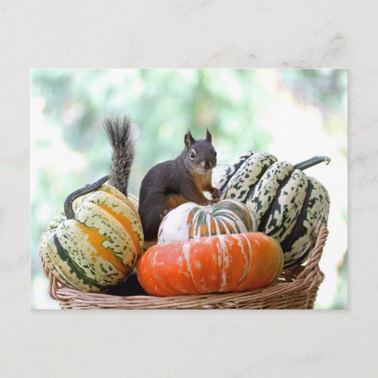 Carte Postale Écureuil d'automne (Devant)