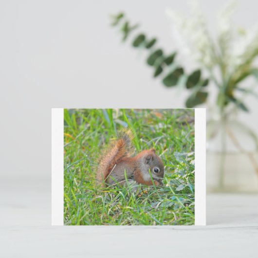 Carte Postale Écureuil de bébé (Debout devant)