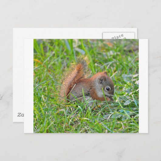 Carte Postale Écureuil de bébé (Devant / Derrière)