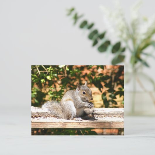 Carte Postale Écureuil de bébé (Debout devant)