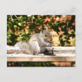 Carte Postale Écureuil de bébé (Devant)