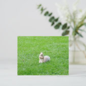 Carte Postale Écureuil de Blonde (Debout devant)