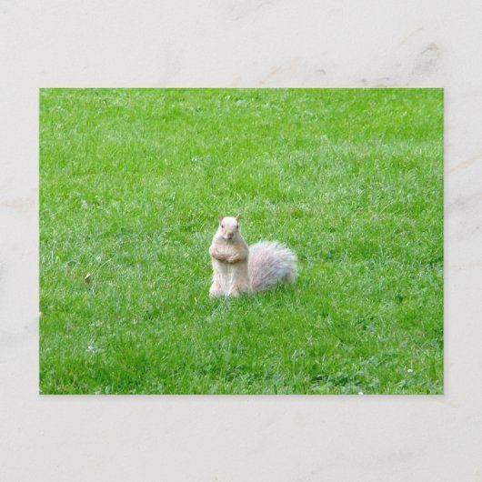 Carte Postale Écureuil de Blonde (Devant)