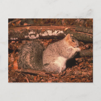 Carte Postale Écureuil de Fox de péninsule de Delmarva