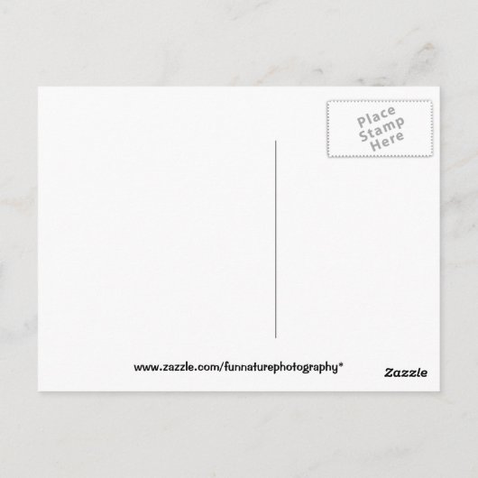 Carte Postale Écureuil de Lazy (Dos)