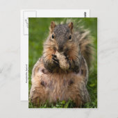 Carte Postale Écureuil de renard (Devant / Derrière)