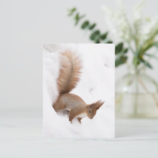 Carte Postale Écureuil d'hiver (Debout devant)