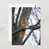 Carte Postale Écureuil du matin (Devant / Derrière)