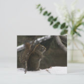 Carte Postale Écureuil en hiver (Debout devant)