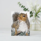 Carte Postale Écureuil En Neige (Debout devant)