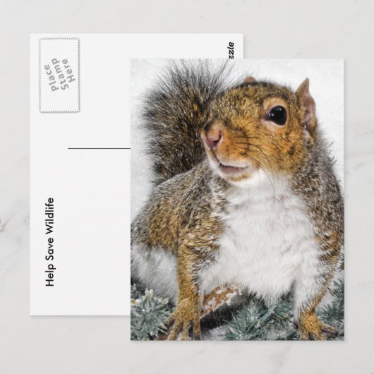 Carte Postale Écureuil En Neige (Devant / Derrière)