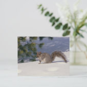 Carte Postale Écureuil en neige (Debout devant)