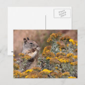 Carte Postale Écureuil et Chipmunk (Devant / Derrière)