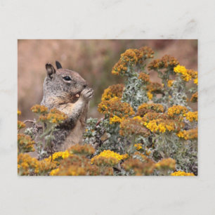 Carte Postale Écureuil et Chipmunk