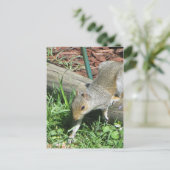 Carte Postale Écureuil Étendre Paw (Debout devant)