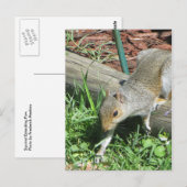 Carte Postale Écureuil Étendre Paw (Devant / Derrière)