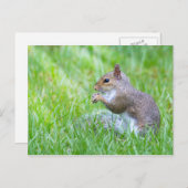 Carte Postale Écureuil Fox (Devant / Derrière)