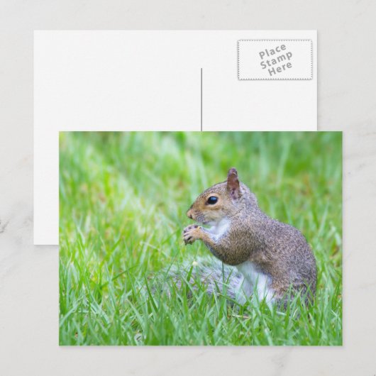 Carte Postale Écureuil Fox (Devant / Derrière)