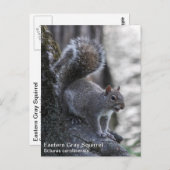 Carte Postale Écureuil gris (Devant / Derrière)