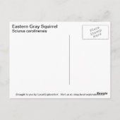 Carte Postale Écureuil gris (Dos)