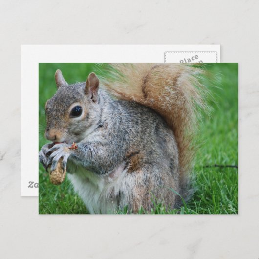 Carte postale écureuil gris (Devant / Derrière)