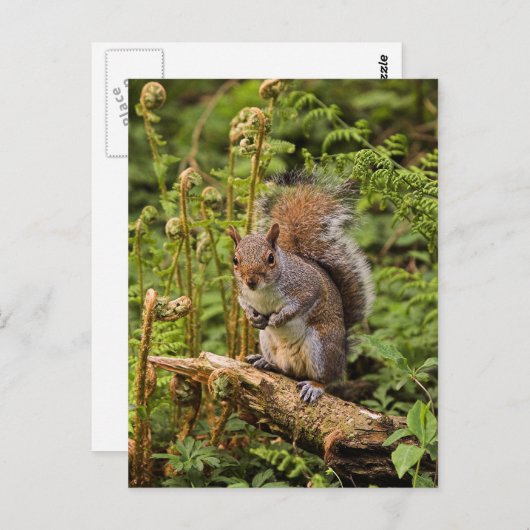Carte postale écureuil gris (Devant / Derrière)