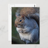 Carte postale écureuil gris (Devant / Derrière)